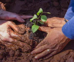 Africa biodiversity tree planting project onetreeplanted community engagement
